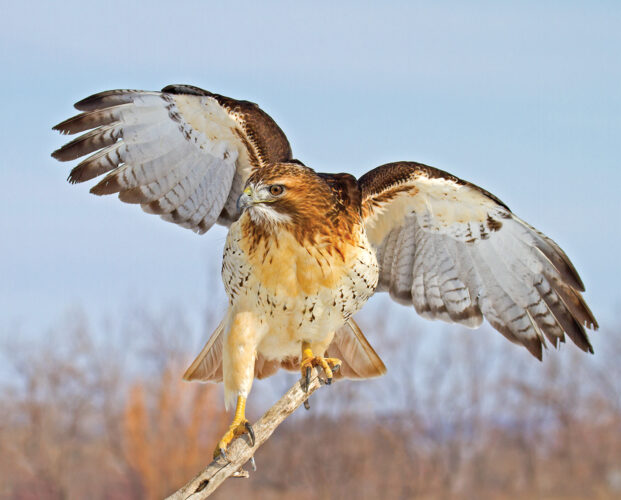 Red-Tailed Hawk Birds